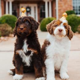 Aussiedoodle, Cavapoo, and Miniature American Shepherd Puppies from Maddilyn Dennett