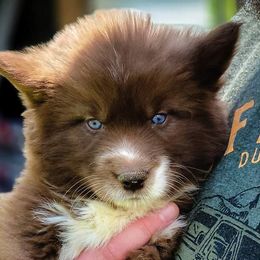 Girl 1 - Siberian Husky puppy in Adrian, Michigan from Greenlese Happy Huskies