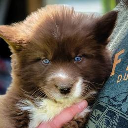 Girl 1 - Siberian Husky puppy in Adrian, Michigan from Greenlese Happy Huskies