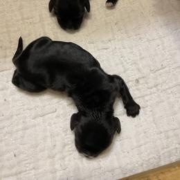 Girl 2 - Black female Cocker Spaniel puppy in Sautee Nacoochee, Georgia from Candy's Cockers