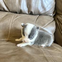 Blue boy 2 - Blue male Pembroke Welsh Corgi puppy in Clinton, Tennessee from High Hopes Farm