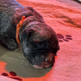 Orange male - Tiger male Perro de Presa Canario puppy in Holland, Ohio from Lykaios Kennels