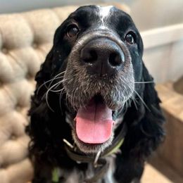 English Springer Spaniels from Bristol’s Southern Spaniels