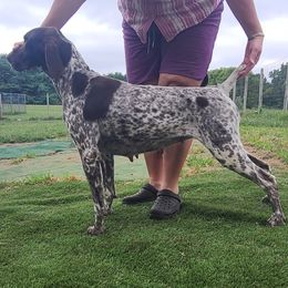 Carmen - German Shorthaired Pointer