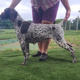 Carmen - German Shorthaired Pointer