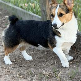 Carolina - Pembroke Welsh Corgi