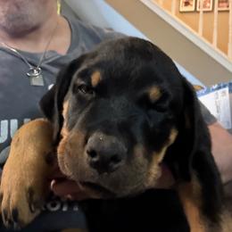 White girl - Black and mahogany female Rottweiler puppy in Colorado Springs, Colorado from Von Locher Rotties