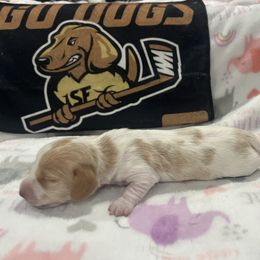 Elphaba - Piebald female Dachshund puppy in Wesley Chapel, Florida from Russell Lee Overton