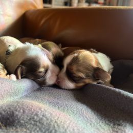 Charlotte - Chocolate female Havanese puppy in Starr, South Carolina from Home with Havanese