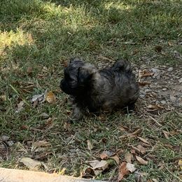 Havanese Puppies from Havanese If You Please