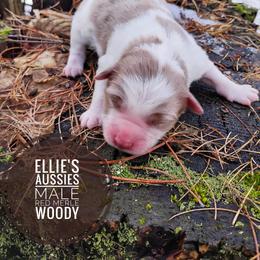 Woody - Red merle male Miniature Australian Shepherd puppy in Kettle Falls, Washington from Ellie's Miniature Australian Shepherds