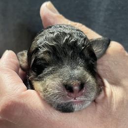 Boy 1 - Gray male Springerdoodle puppy in Sterling, Michigan from Springerdoodles In MI