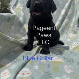 Labrador Retriever Puppies from Pageant Paws LLC