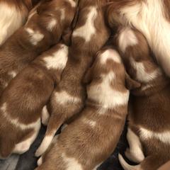 Welsh Springer Spaniel Puppies from Renascent Welsh Springer Spaniels