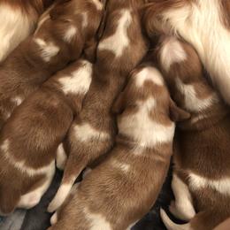 Welsh Springer Spaniel Puppies from Renascent Welsh Springer Spaniels