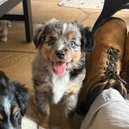 Clive - Blue merle Miniature Australian Shepherd puppy in Fort Myers, Florida from Gilmore Aussie Posse of Florida Pure-bred Miniature Australian Shepherds