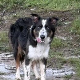 Renfri - Border Collie