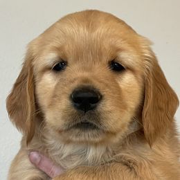 Maple - Dark golden Golden Retriever puppy in Roseburg, Oregon from Elevation Retrievers
