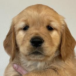 Maple - Dark golden Golden Retriever puppy in Roseburg, Oregon from Elevation Retrievers