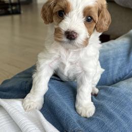 Misty- May - Blenheim female Cavapoo puppy in Aiken, South Carolina from Cavapoos of the Carolinas