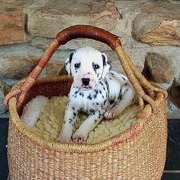 Ms. Pink - White and black female Dalmatian puppy in Troutville, Virginia from Mountain Pass Barn