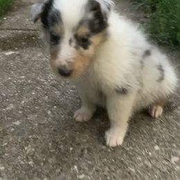 Cirilla - Collie puppy from Collegiate Bassets and Rheign Collies