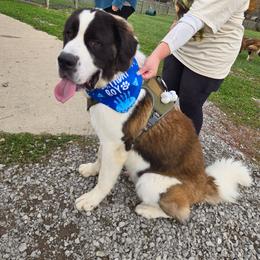 George - Saint Bernard