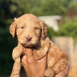 Sailor - Apricot female Goldendoodle puppy in Seattle, Washington from Dream Lake Doodles