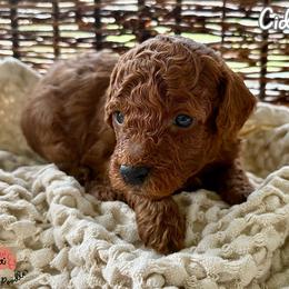 Poodle Puppies from Rouge Poodles