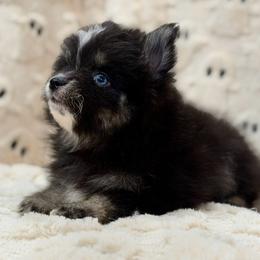 Milo - Black and white male Pomsky puppy in Casa Grande, Arizona from Arizonas Pomsky Squad