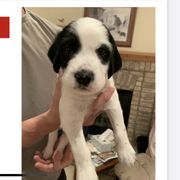 English Setter Puppies from Wildcat Creek Kennels