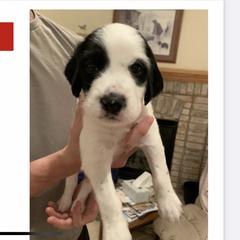 English Setter Puppies from Wildcat Creek Kennels