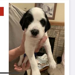 English Setter Puppies from Wildcat Creek Kennels