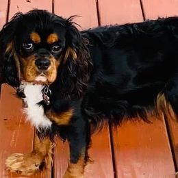 Sophie - Cavalier King Charles Spaniel