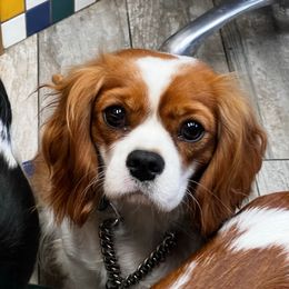 Mabel - Cavalier King Charles Spaniel