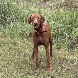 Rufus - Vizsla