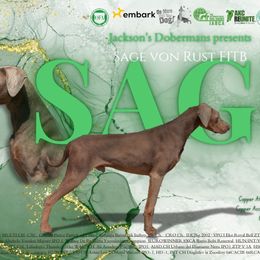 Sage - Doberman Pinscher