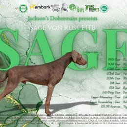 Sage - Doberman Pinscher