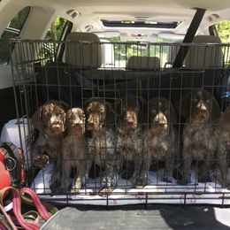 German Shorthaired Pointer Puppies from Ocean Point Kennels