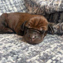 Cora - Red female Redbone Coonhound puppy in Mount Pleasant, Texas from Harmons Hounds