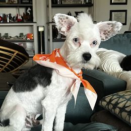 Cowboy - Chinese Crested
