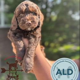 Purple Collar Girl - Chocolate female Australian Labradoodle puppy in Hagerstown, Maryland from Westfields Labradoodles