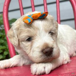 Dancing Queen - Cream female Labradoodle puppy in Camden, North Carolina from Oopsie Doodles of NC