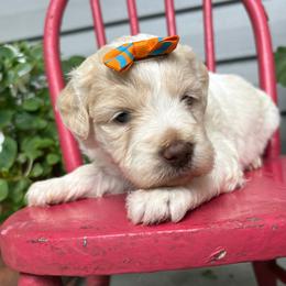 Dancing Queen - Cream female Labradoodle puppy in Camden, North Carolina from Oopsie Doodles of NC