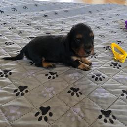 Alisa - Black and tan female Dachshund puppy in Dade City, Florida from Kingpindoxies