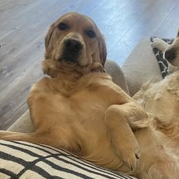 Golden Retrievers from Emma Bekker