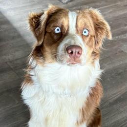 Spice - Australian Shepherd