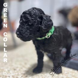 Poodle Puppies from Mahalo Meadow Farm