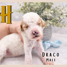 Draco - Parti male Goldendoodle puppy in Hilton, New York from The House of Goldendoodle