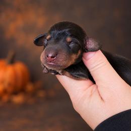 Hexley - Black and tan male Dachshund puppy in Lebanon, Ohio from Golden Acres D & B